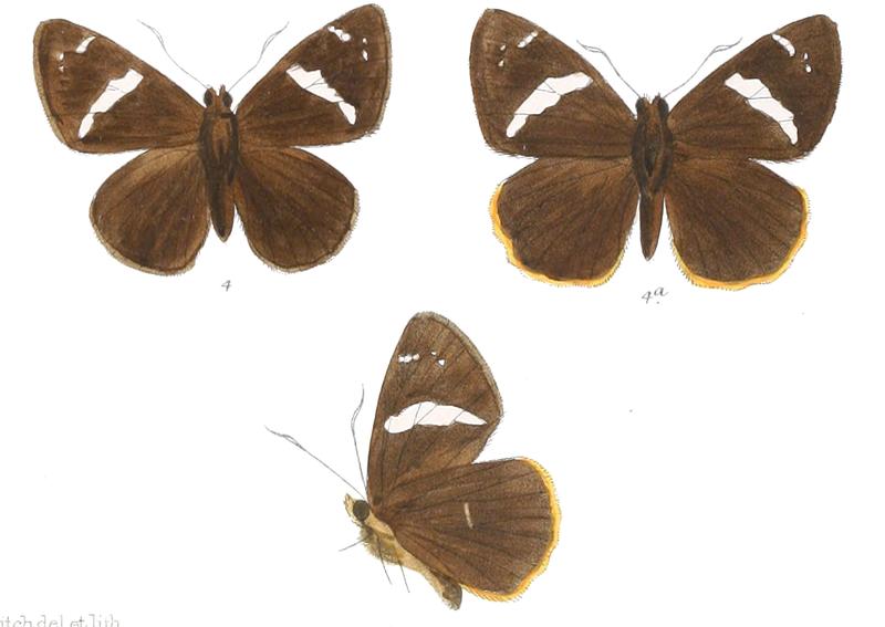 CelaenorrhinusBadia 763 4 Fitch