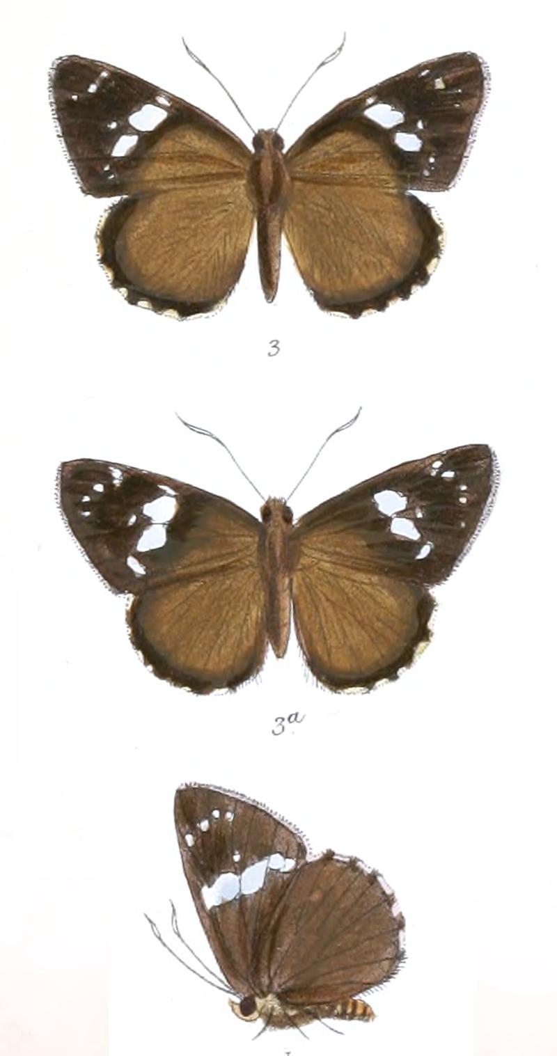 CelaenorrhinusChamunda 760 3