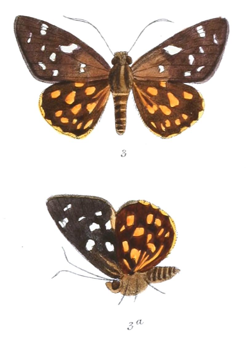 CelaenorrhinusClitusM 758 3