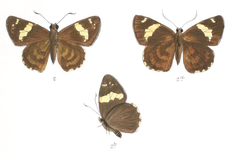 CelaenorrhinusDanada 762 2 Fitch