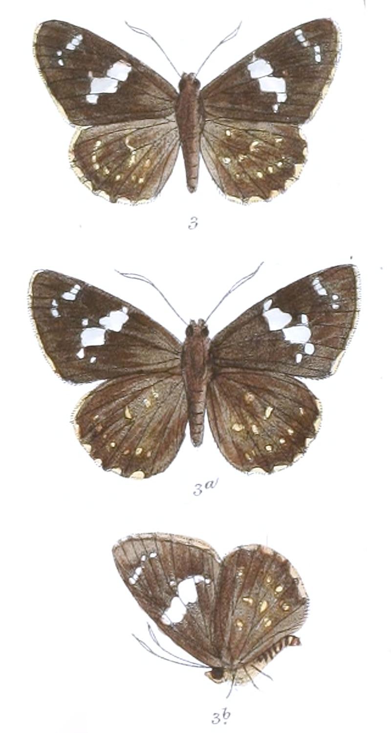 CelaenorrhinusLeucoceraMFM 759