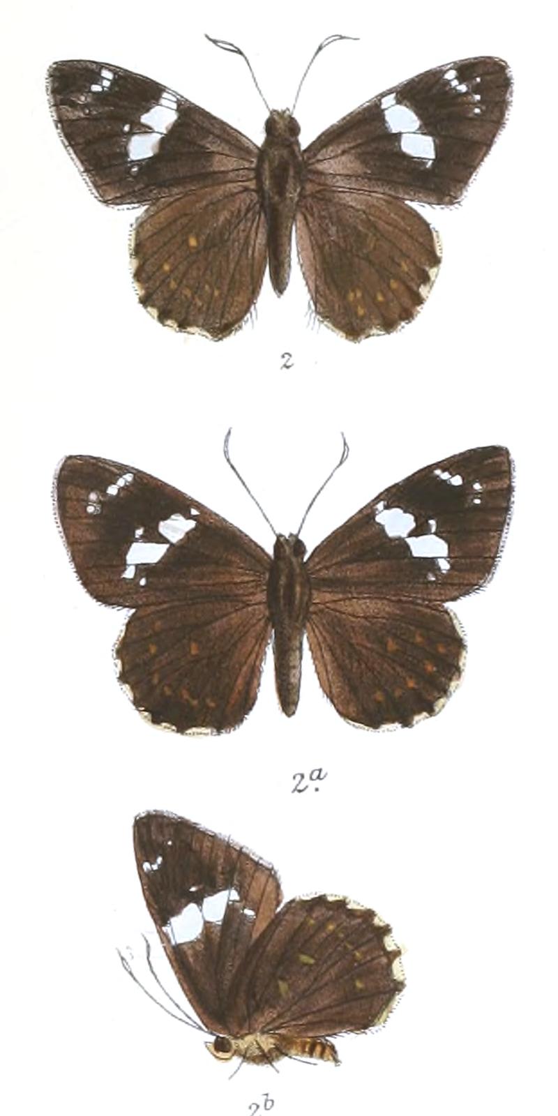 CelaenorrhinusMaculicornis 760 2
