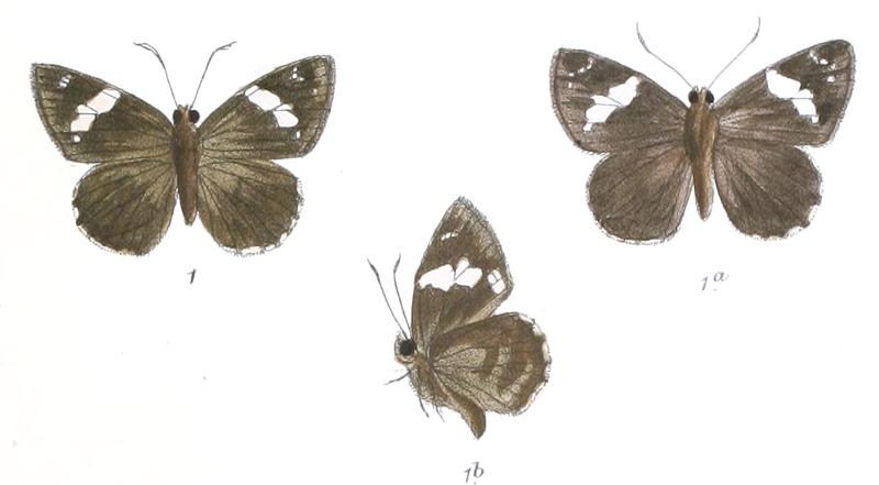 CelaenorrhinusNigricans 762 1 Fitch