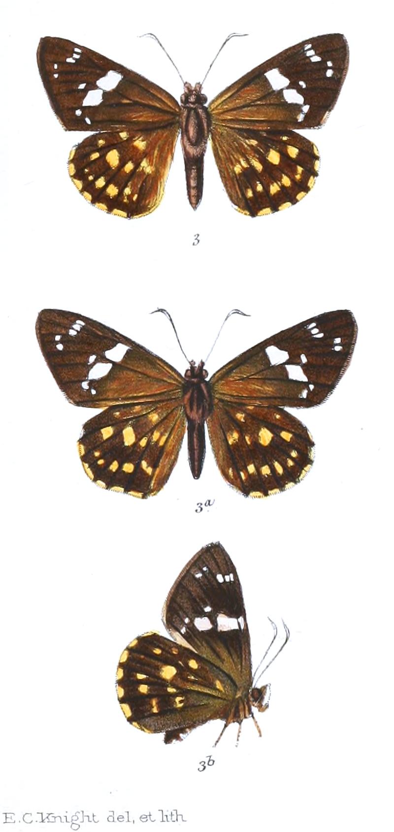 CelaenorrhinusPlagifera 757 3