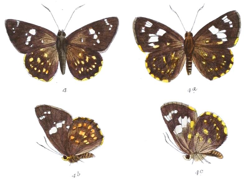 Celaenorrhinus pero male and female