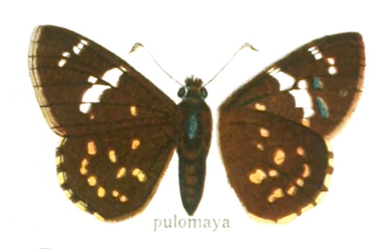 Celaenorrhinus pulomaya