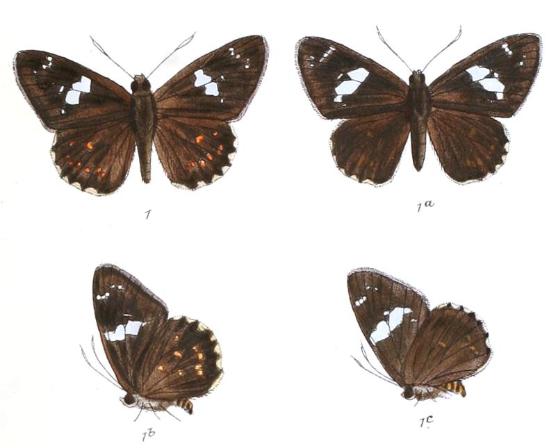 CelaenorrhinusPutra 760