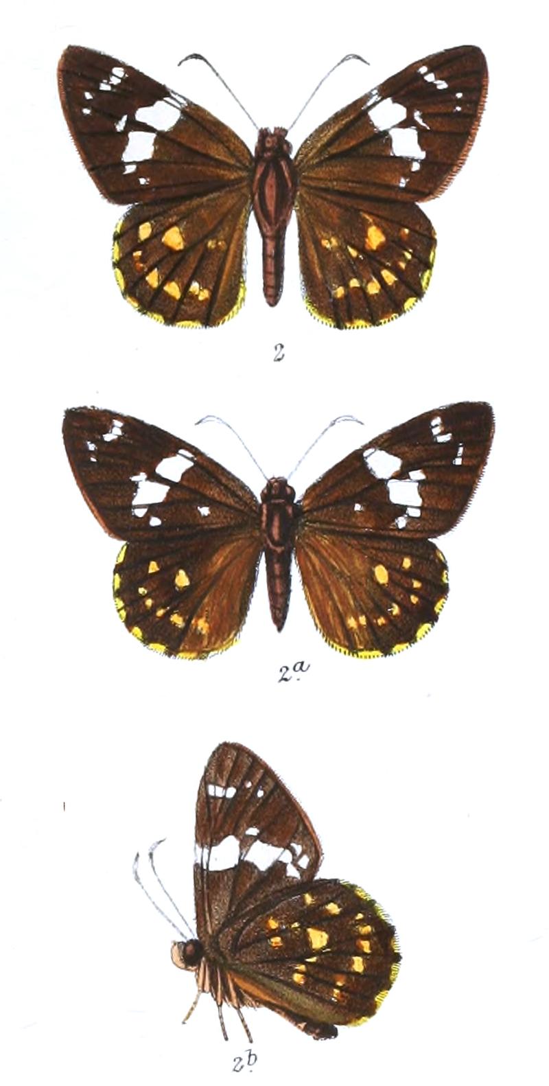CelaenorrhinusPyrrha 757 2