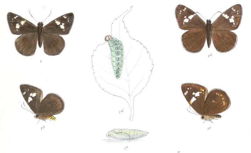 CelaenorrhinusSpilothyrus 761 1 Fitch