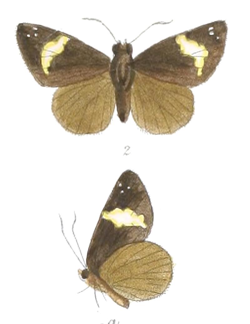 CelaenorrhinusZea 763 2 Fitch