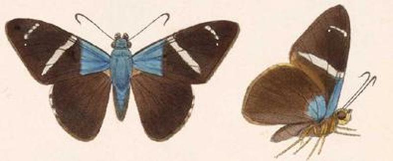 Celaenorrhinus aegiochus