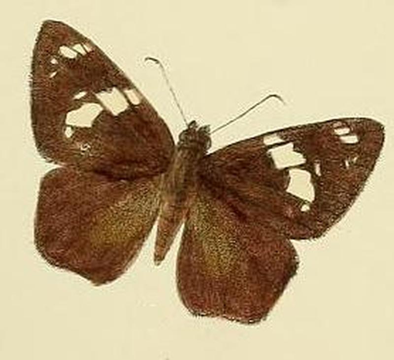 Celaenorrhinus spilothyrus