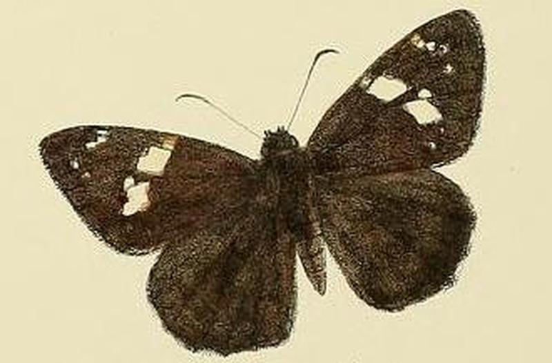 Celaenorrhinus spilothyrus1