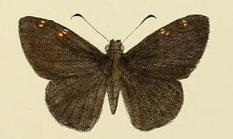 Celaenorrhinus spilothyrus2