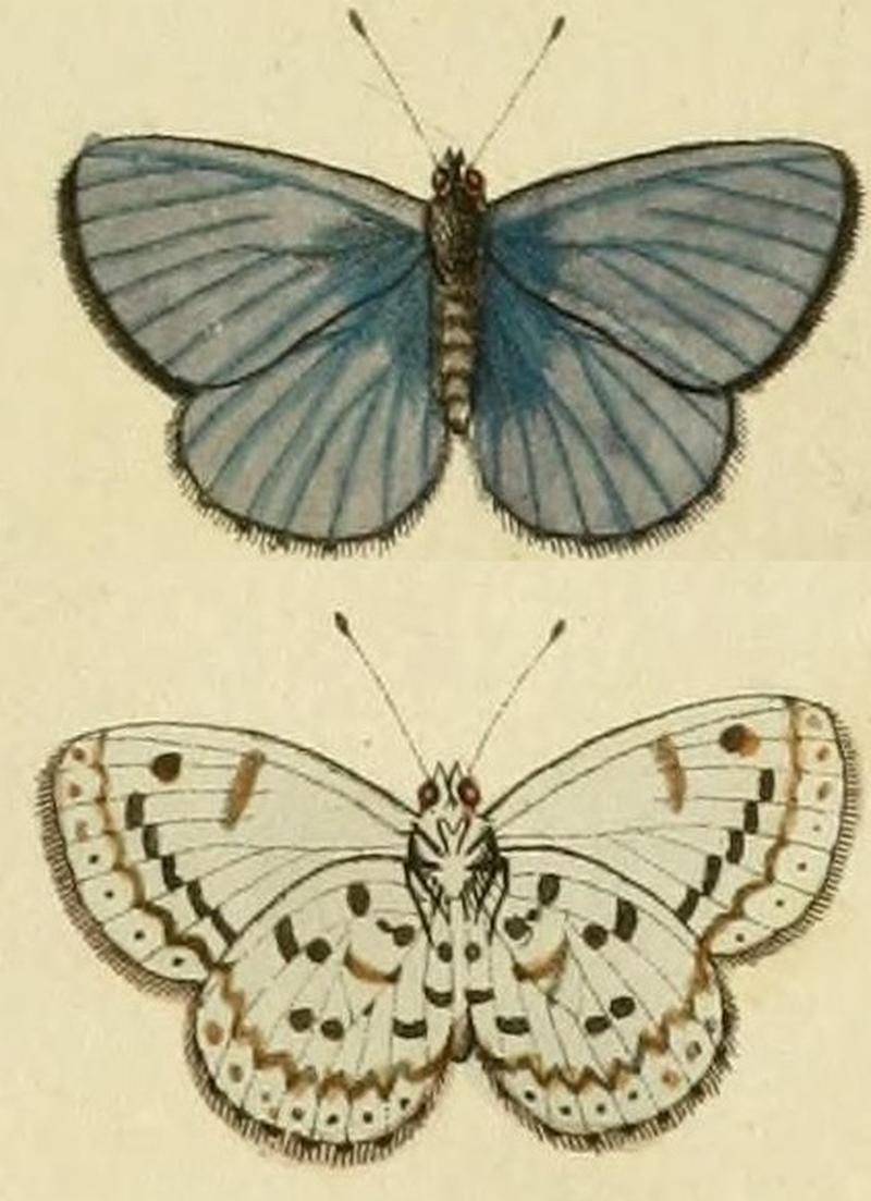 Celastrina ladon ill