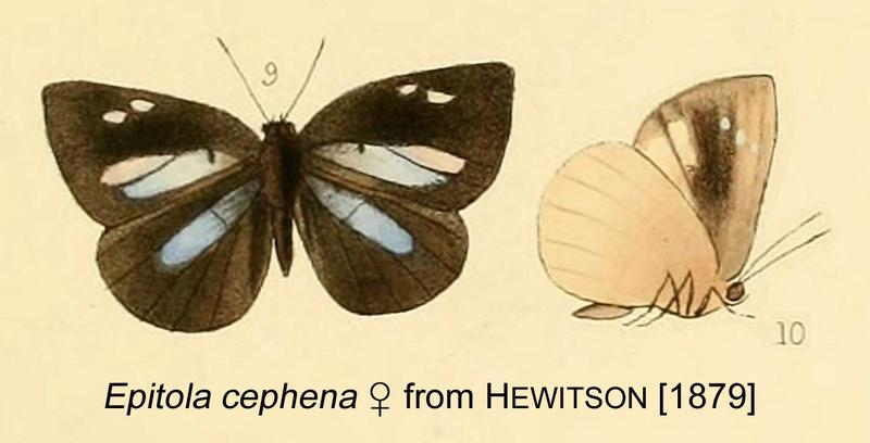 Cephena inHewitson1879