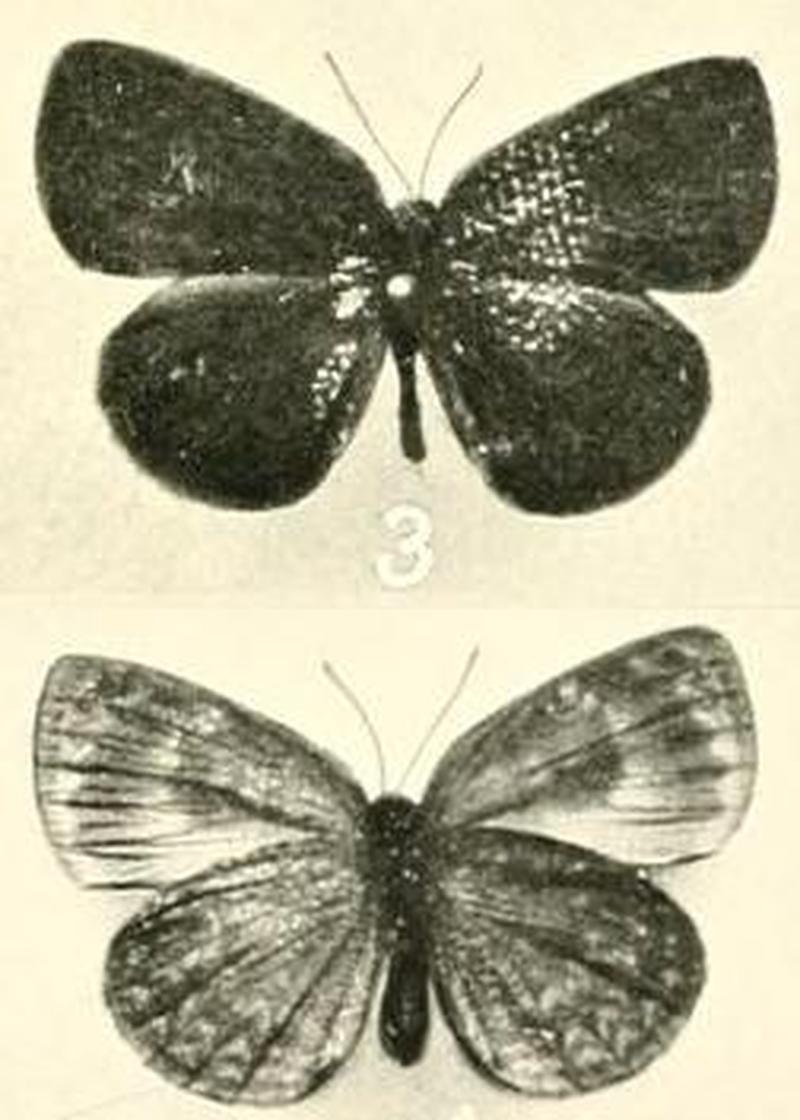 Cephetola catuna