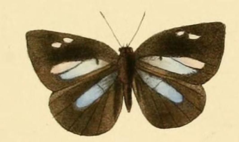Cephetola cephena