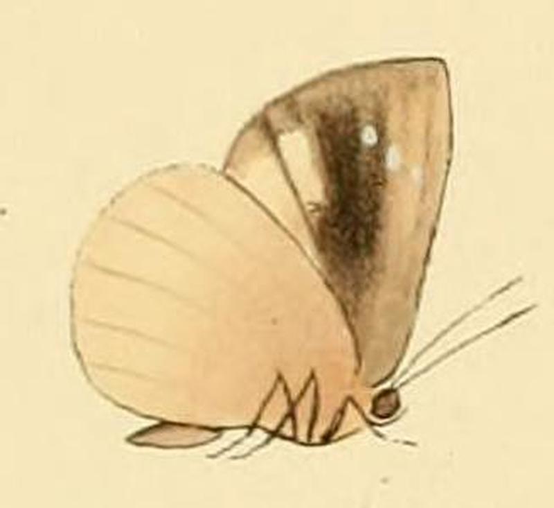 Cephetola cephena1