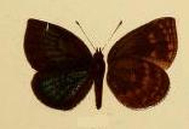 Cephetola mengoensis