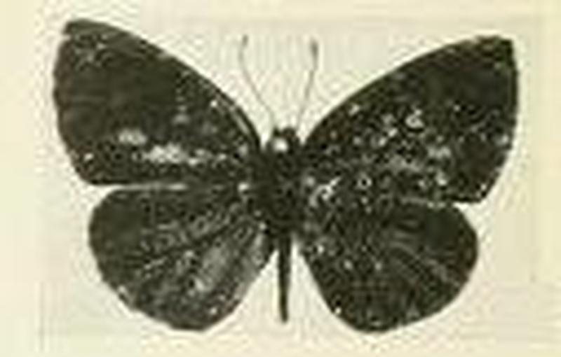 Cephetola viridana