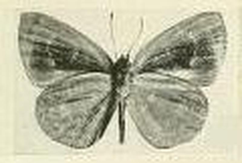 Cephetola viridana1
