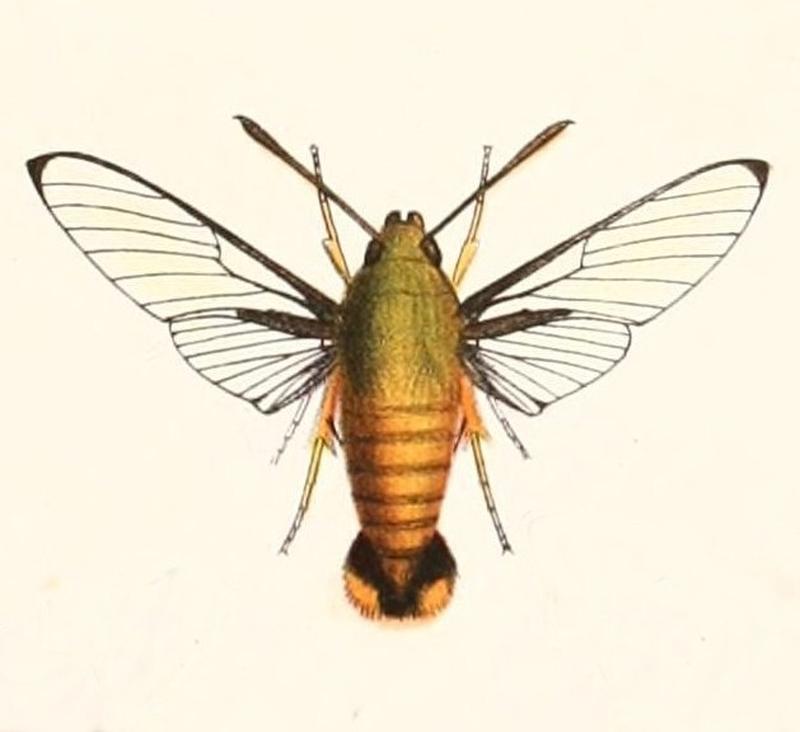 Cephonodes janus simplex 1894