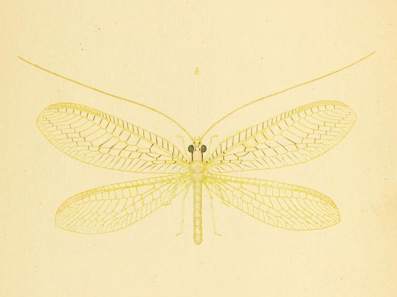 Ceraeochrysa cincta (6288924171)