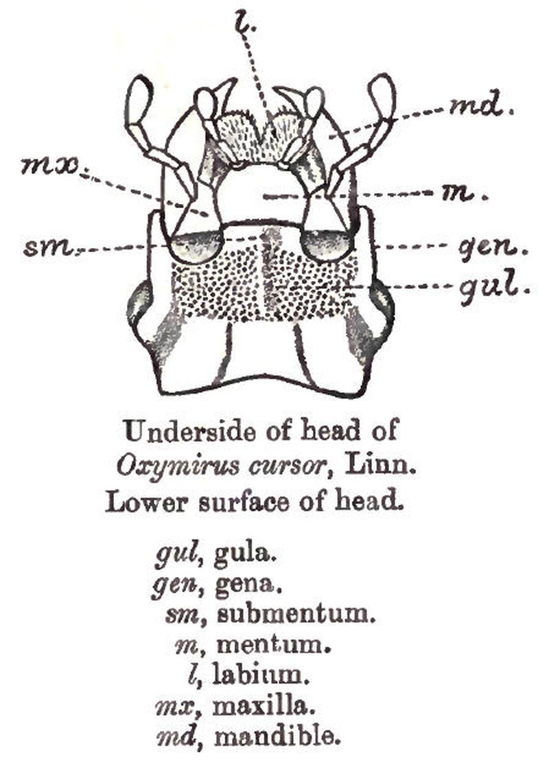 Terminology of Cerambycidae head