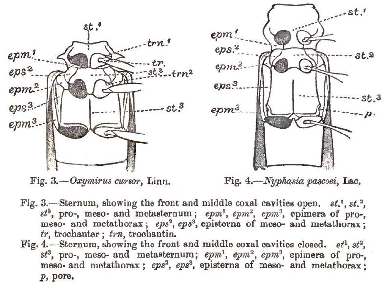 CerambycidThoraxTerms