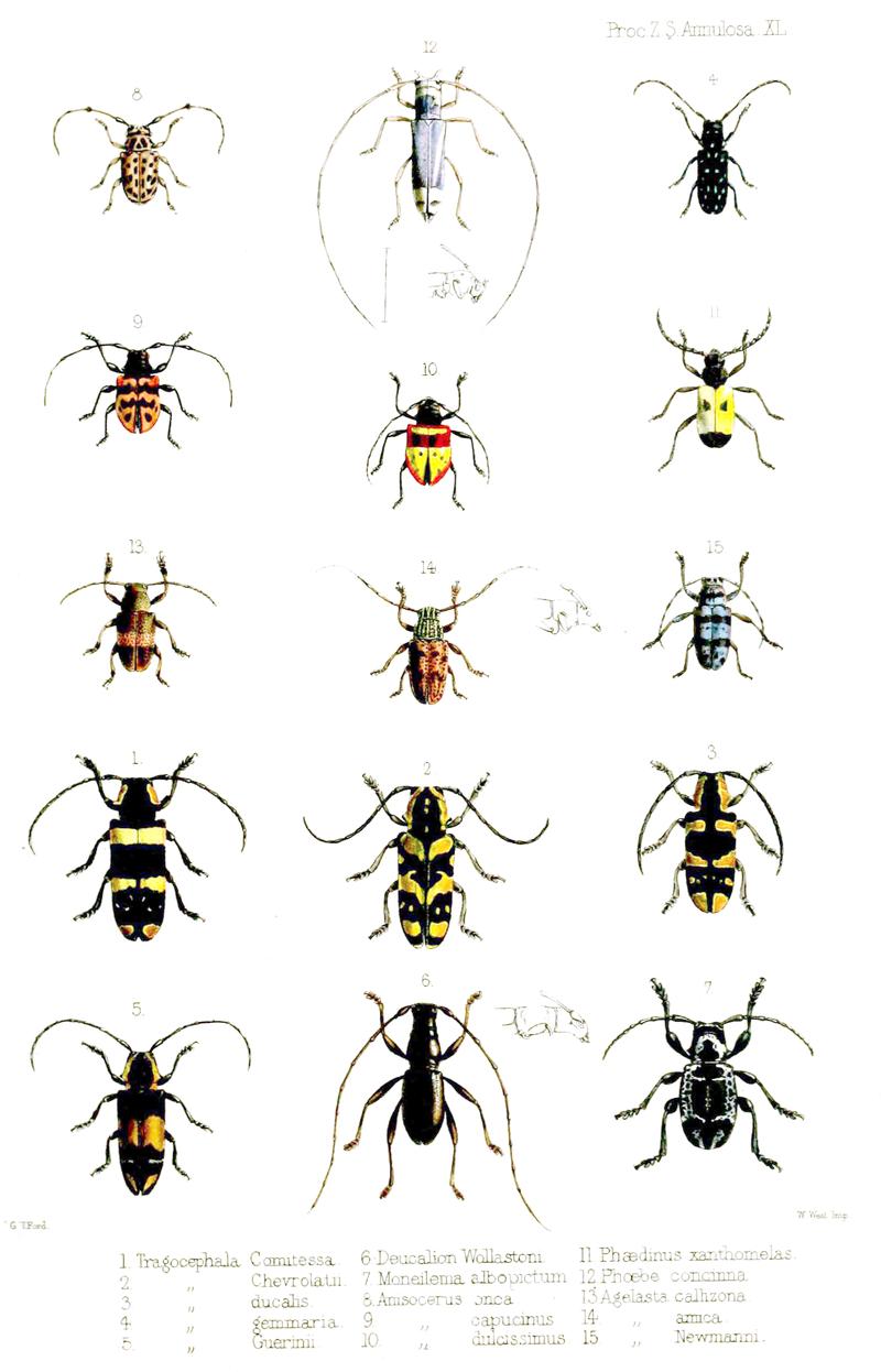 Longhorn beetles