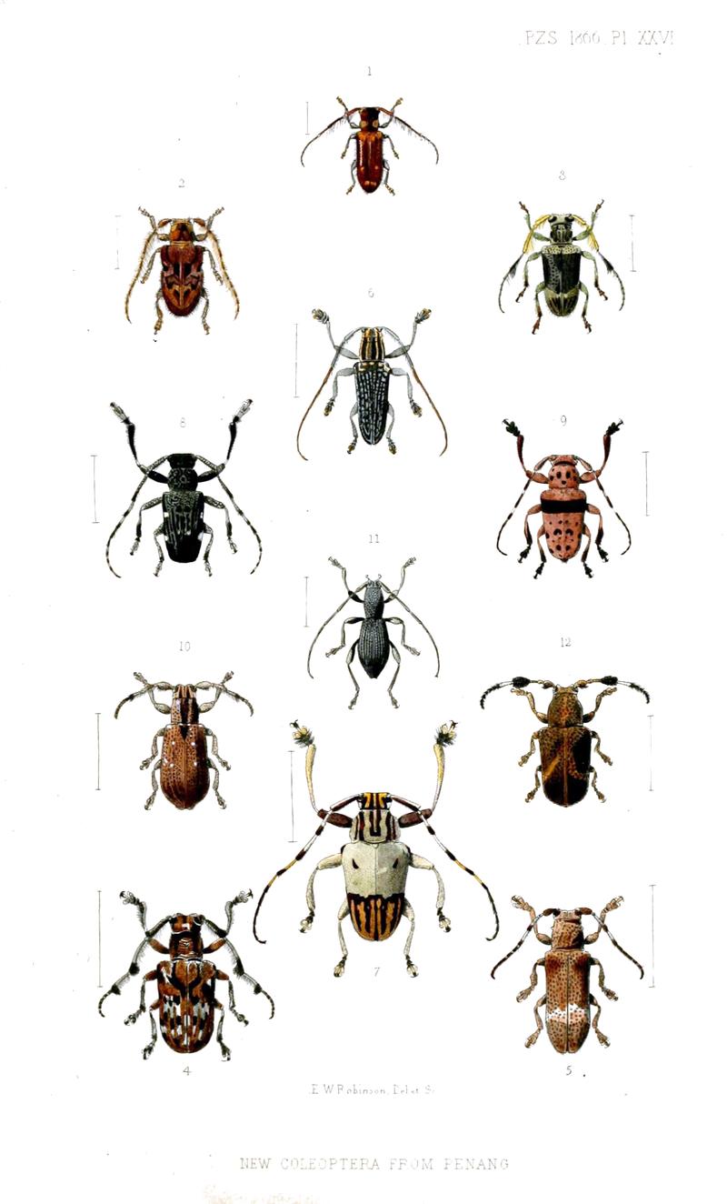 Flatfaced longhorn beetles from Penang