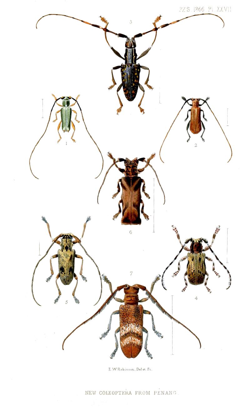 Flatfaced longhorn beetles from Penang