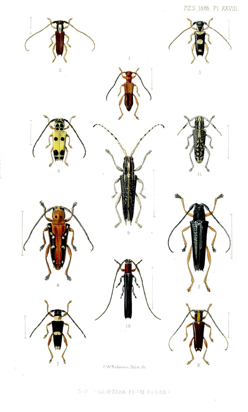 Flatfaced longhorn beetles from Penang