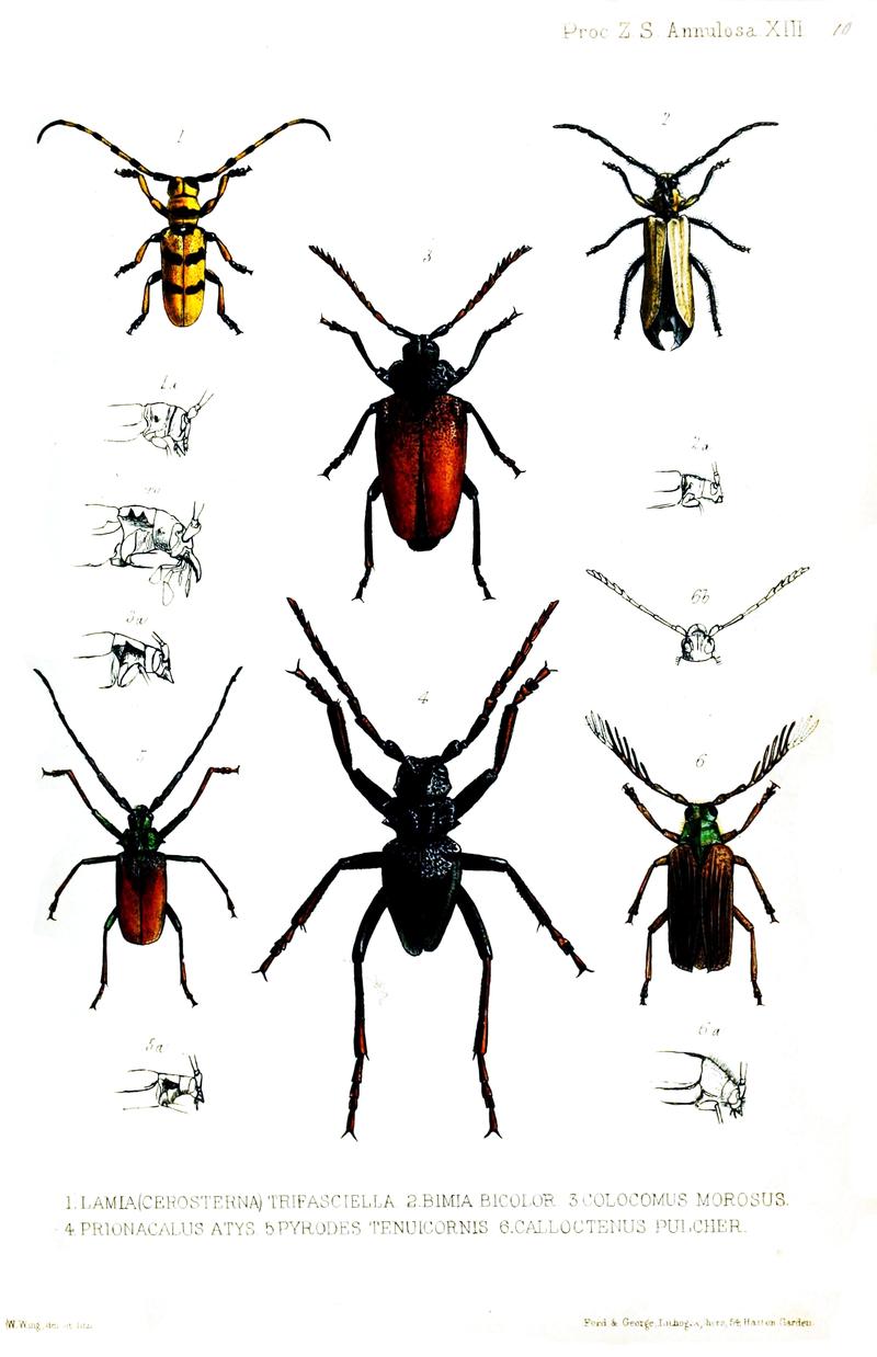 Six species of Cerambycinae