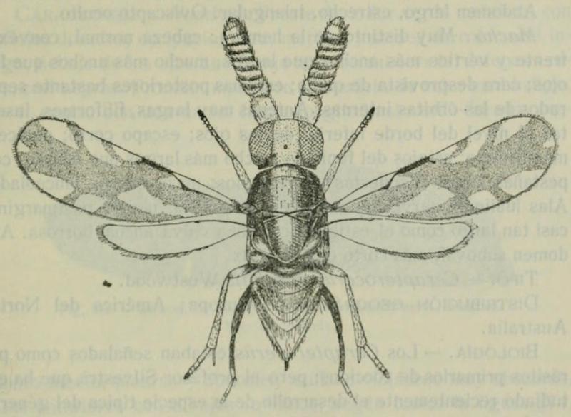 Cerapterocerus mirabilis, female