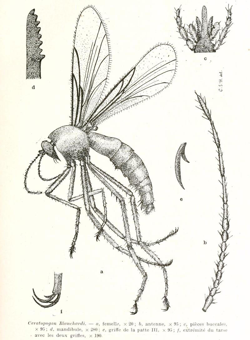 Ceratopogon blanchardi