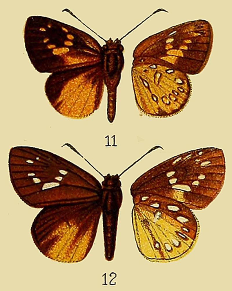 Ceratrichia aureaDruce1912OD