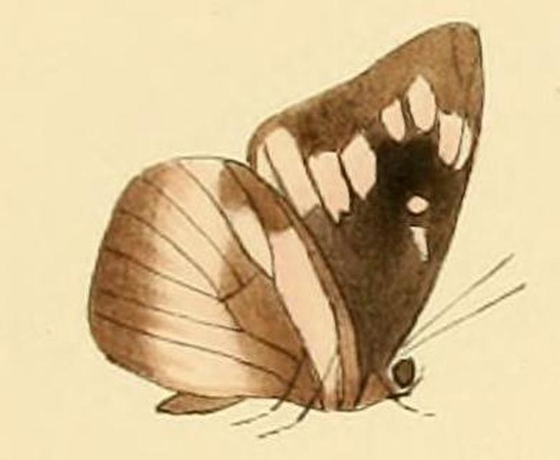 Cerautola ceraunia