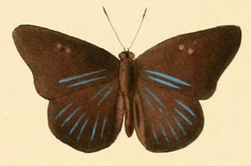 Cerautola ceraunia1