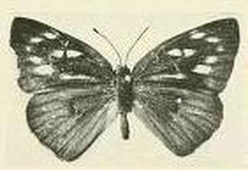 Cerautola semibrunnea