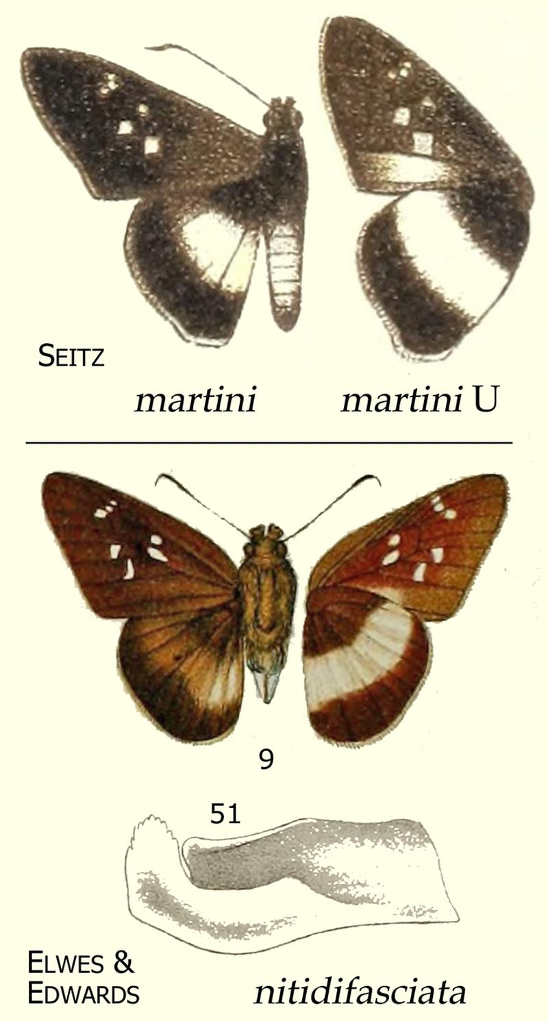 Cerba martini nitidifasciata synonymy