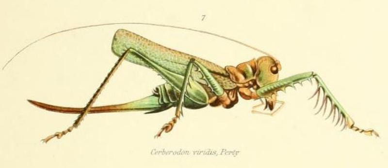Cerberodon viridis Perty, 1832