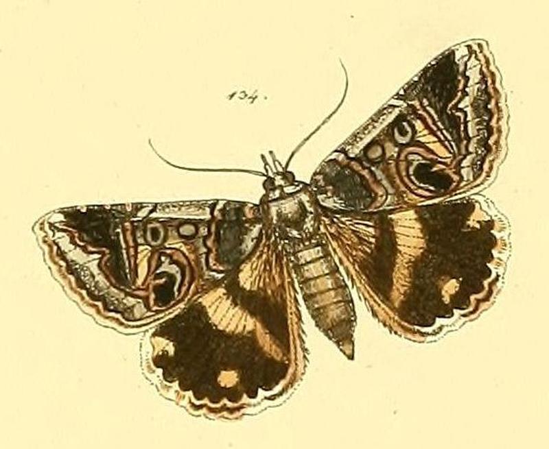 Cerocala vermiculosa - illustration of type 1858