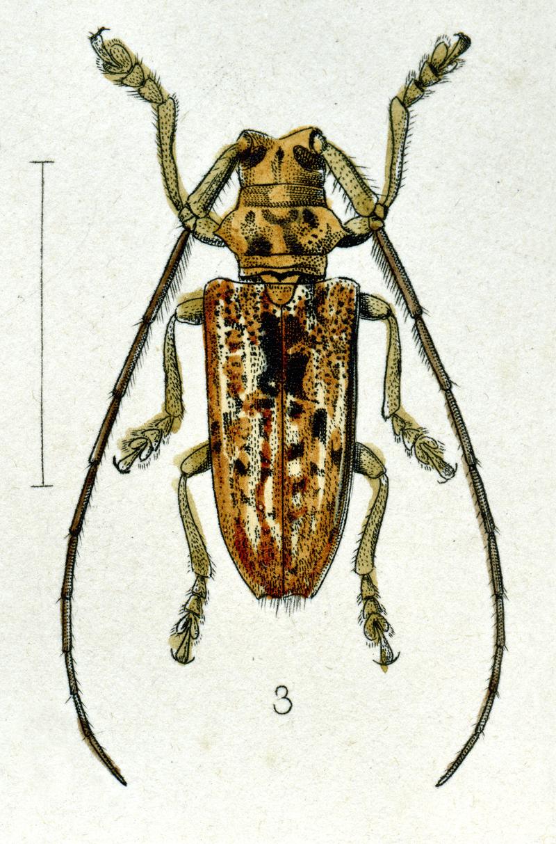 Cerosterna javana White