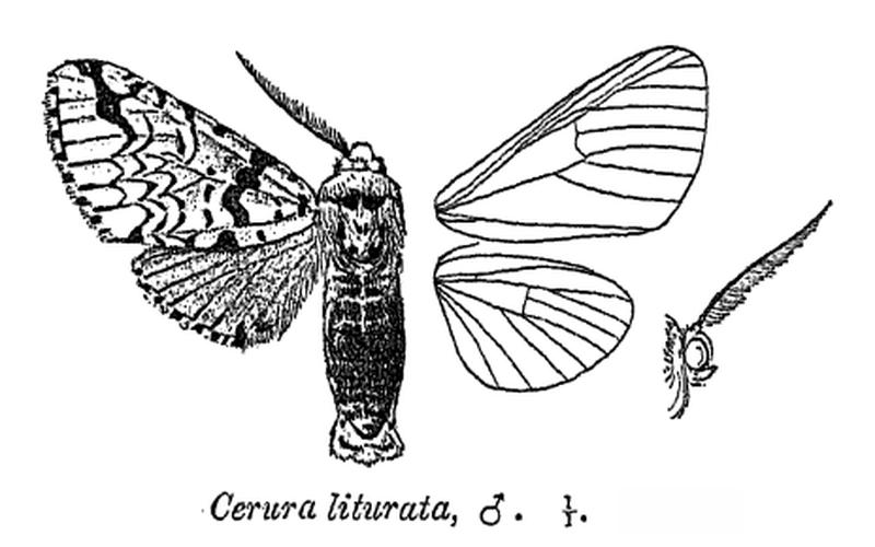 CeruraLiturata