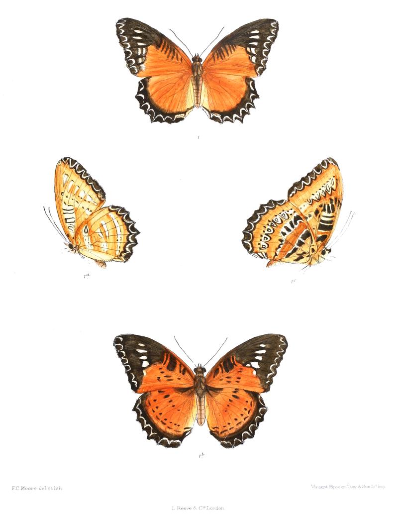 CethosiaBiblisM 353 (1 v thebava)