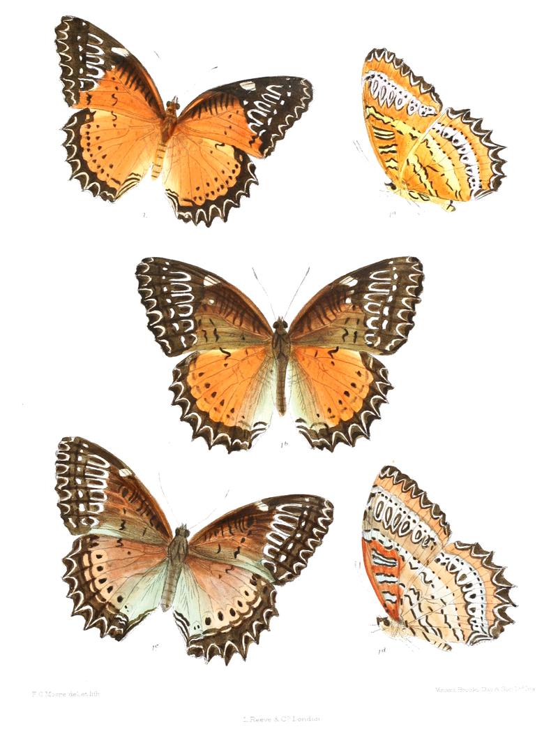 CethosiaBiblis 352
