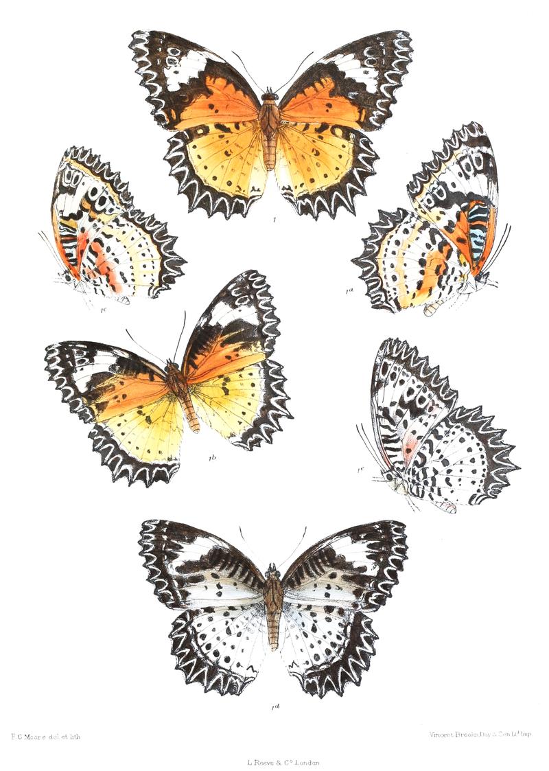 CethosiaCyane 348