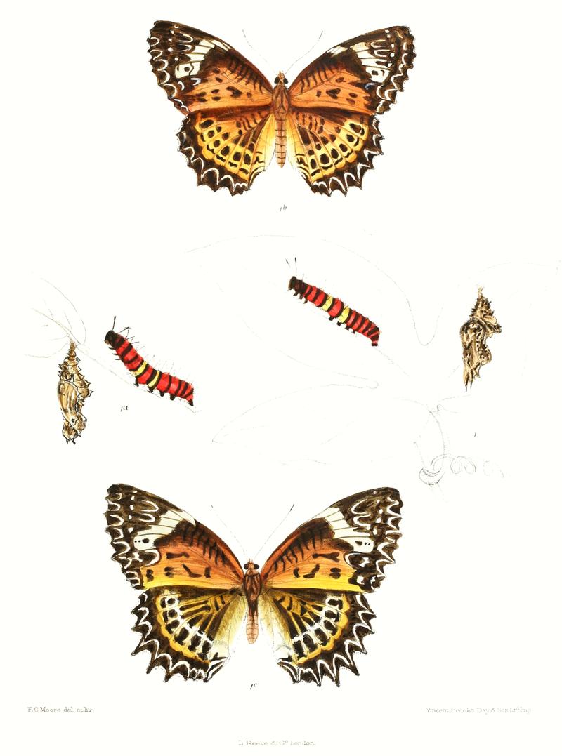 CethosiaMahratta 350